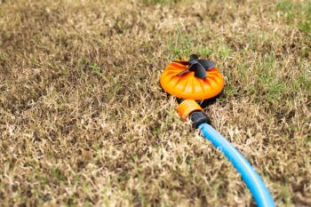 lawn care tips for a drought