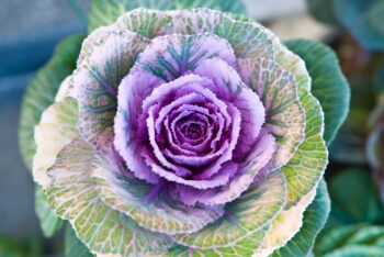 fall annual-ornamental cabbage