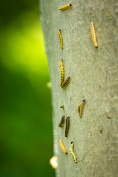 control insects on trees