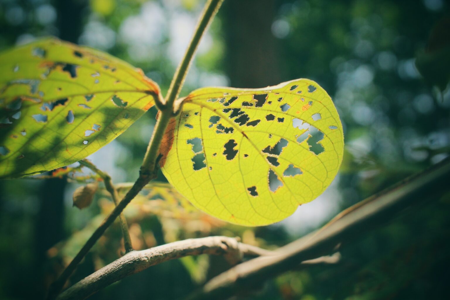 Insect Control for Trees and Shrubs- What You Need to Know