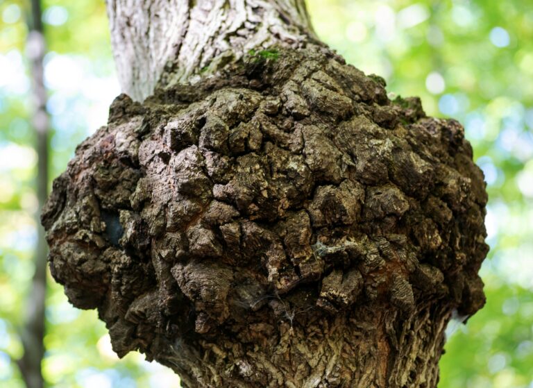 most common tree diseases