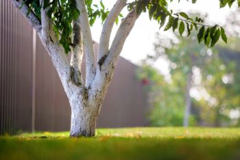 when to fertilize a tree