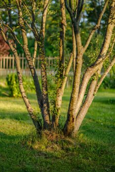 learn when to fertilize trees