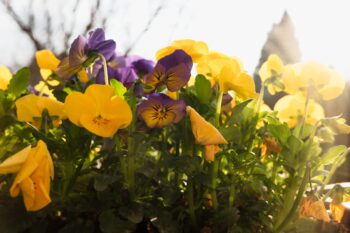 can pansies survive frost