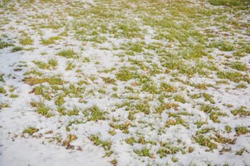 does lawn fungus die in winter