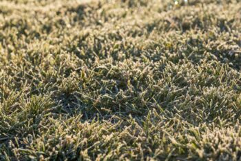 does lawn fungus die in winter