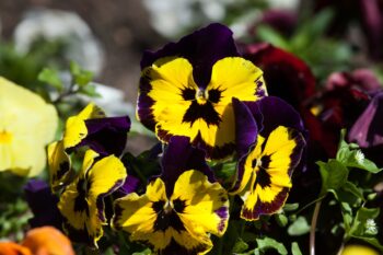 winter flowers- pansies