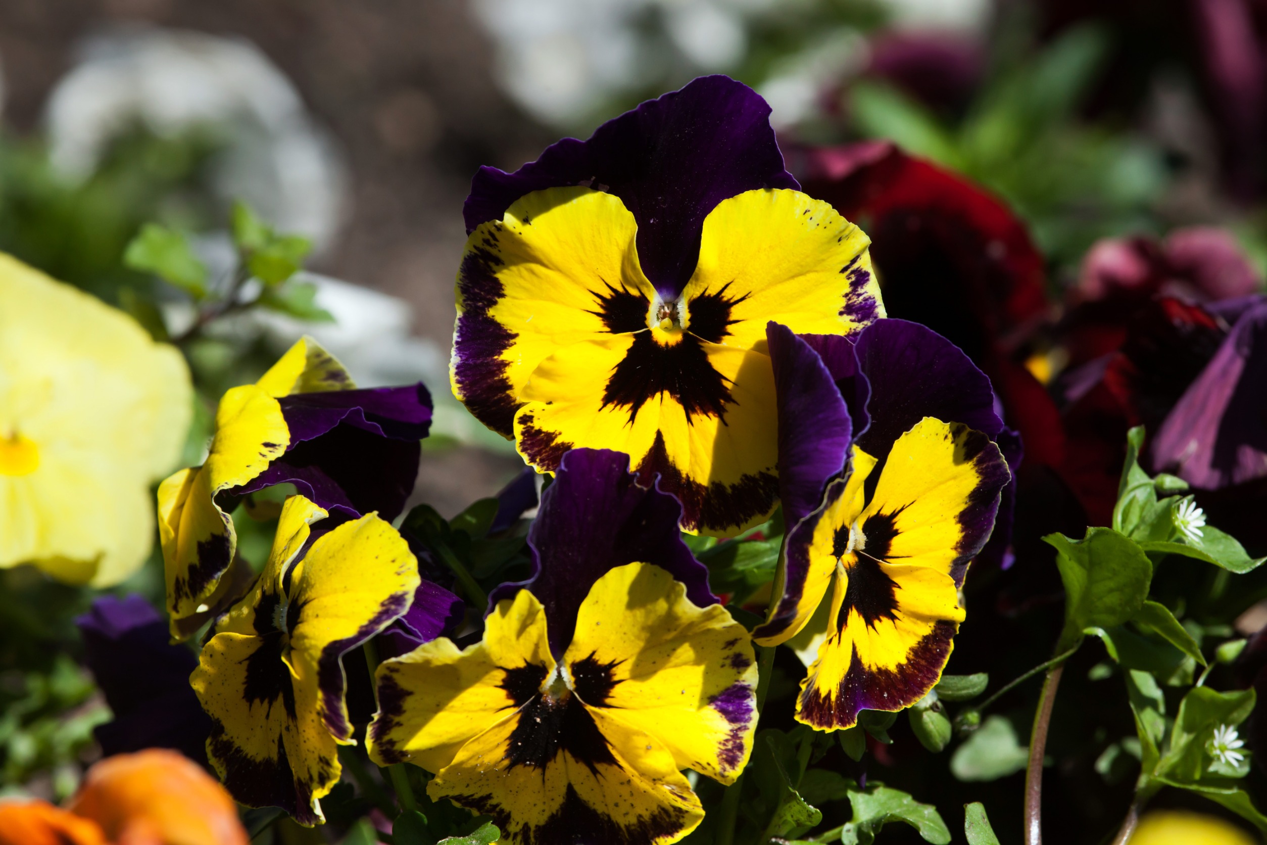 winter flowers- pansies