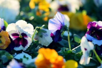 can pansies survive winter