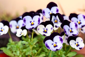 will pansies survive winter?