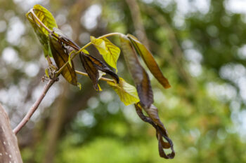 assess damage after a frost