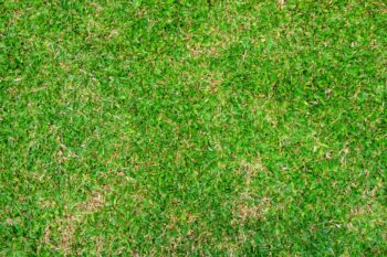 How long should bermuda grass be