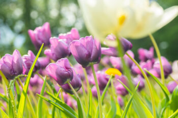 when to plant tulips