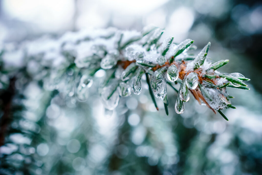 save plants after a frost