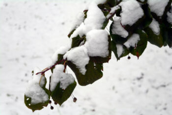 save plants after a frost