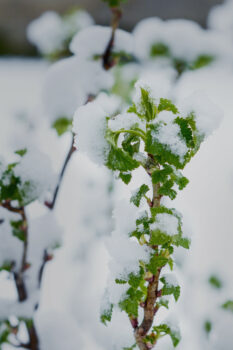 snow covered plants