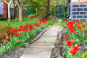 when to plant spring flowers