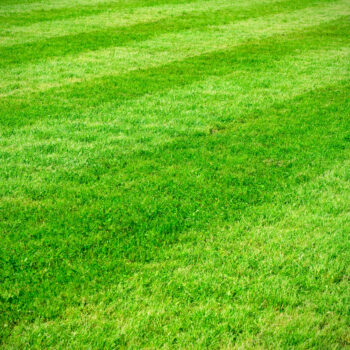 use soil test strips to get a healthy lawn
