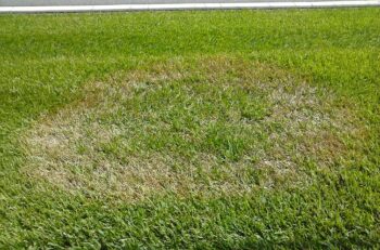 Treating lawn for fungus