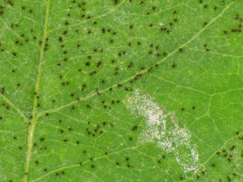 powdery mildew lawn fungus