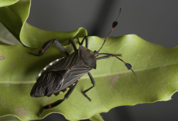 chinch bug
