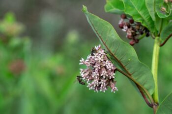 plants that attract monarch butterflies