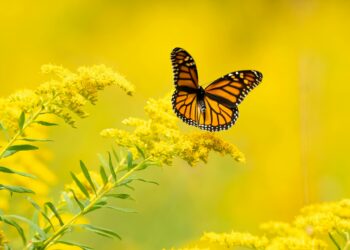 goldenrod monarch butterlfy