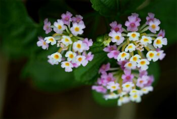 plants that attract butterflies