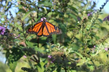 plants that attract monarch butterflies