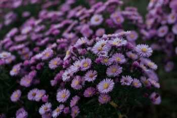 plants that attract monarch butterflies