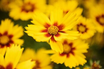 coreopsis