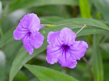 mexican petunia