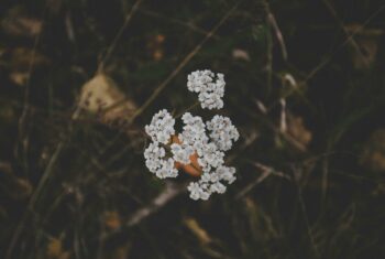 yarrow