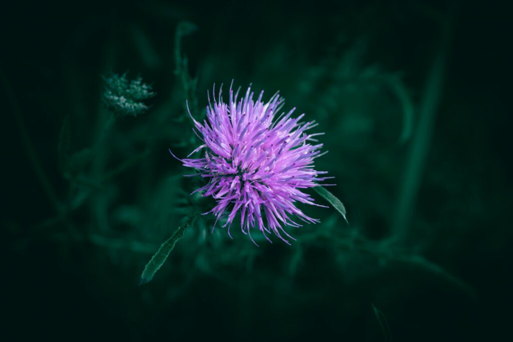 how to control thistle weeds