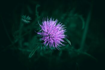 how to control thistle weeds