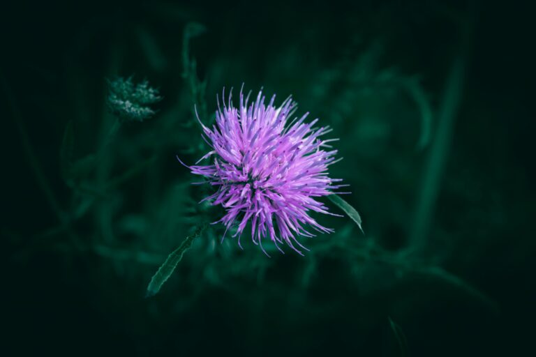 how to control thistle weeds