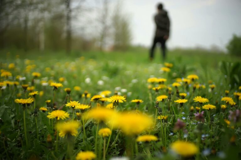 how to get rid of dandelions in lawn