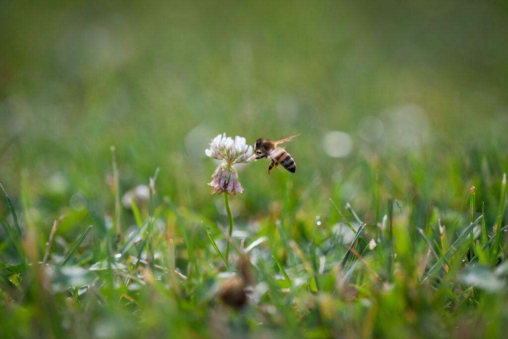 how to get rid of clover on lawn