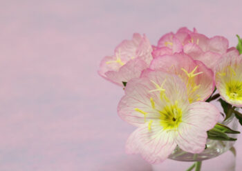 does primrose spread