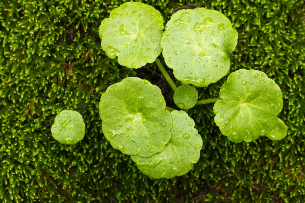 what kills dollarweed but not grass