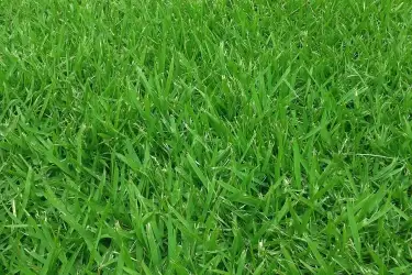 empire-zoysia-grass-750x500-1.webp