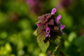 how to get rid of purple deadnettle