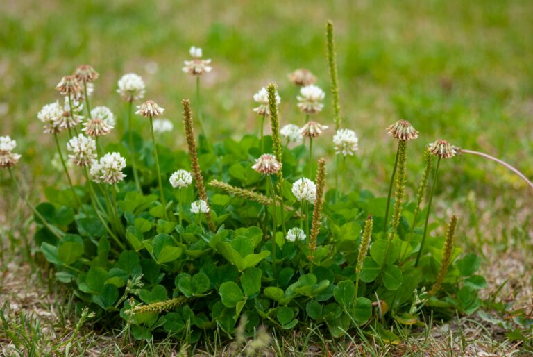 how do you get rid of clover in lawn