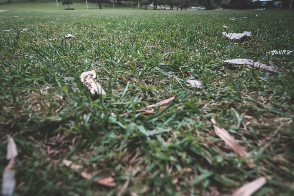 how short to cut grass in fall