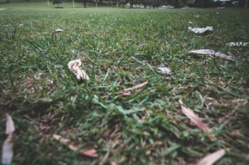 how short to cut grass in fall
