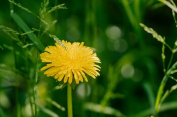 what to expect with a weed control treatment