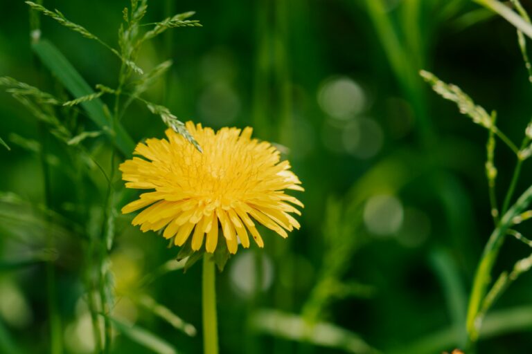 what to expect with a weed control treatment