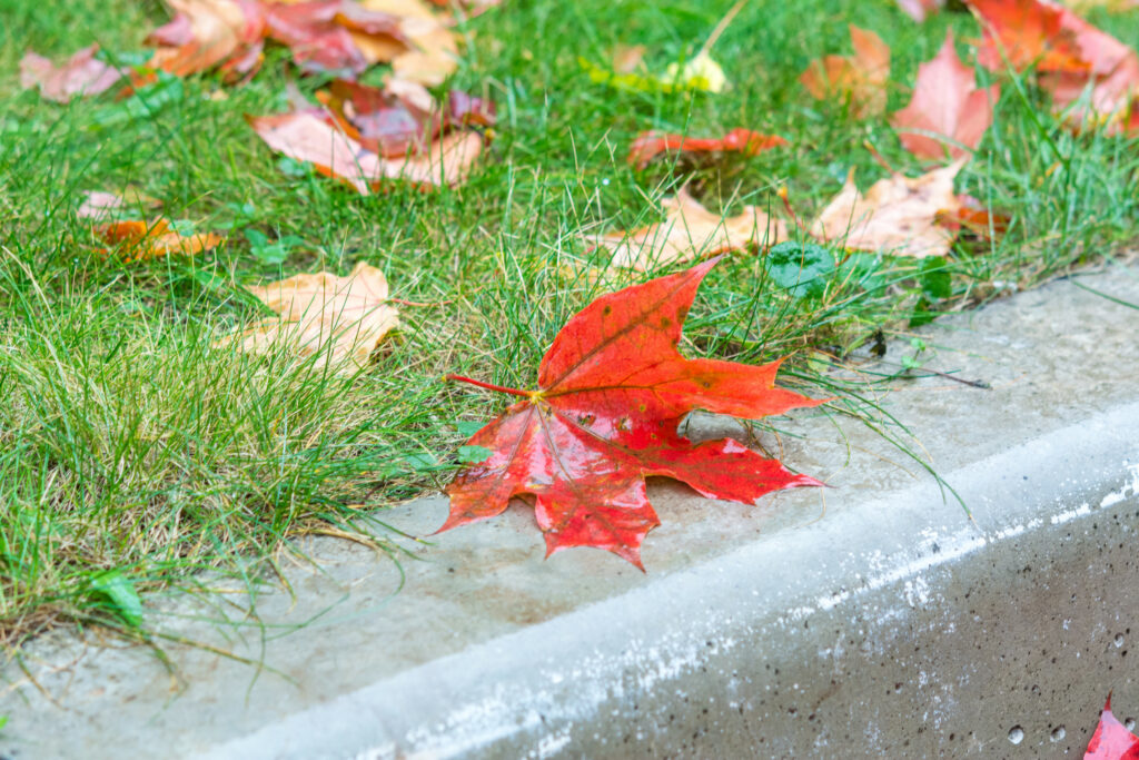 should i water lawn in fall