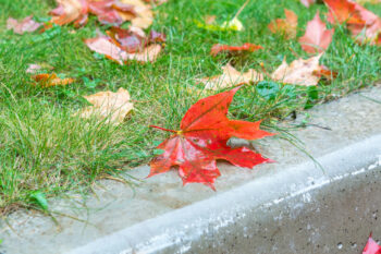 should i water lawn in fall