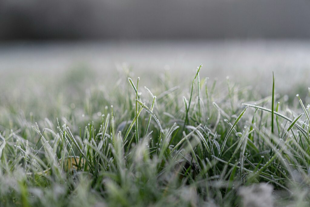frost damage on lawns